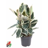 Ficus Tineke