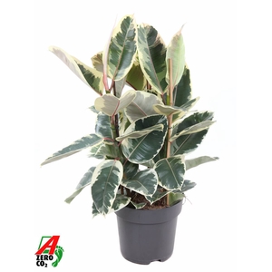 Ficus Tineke