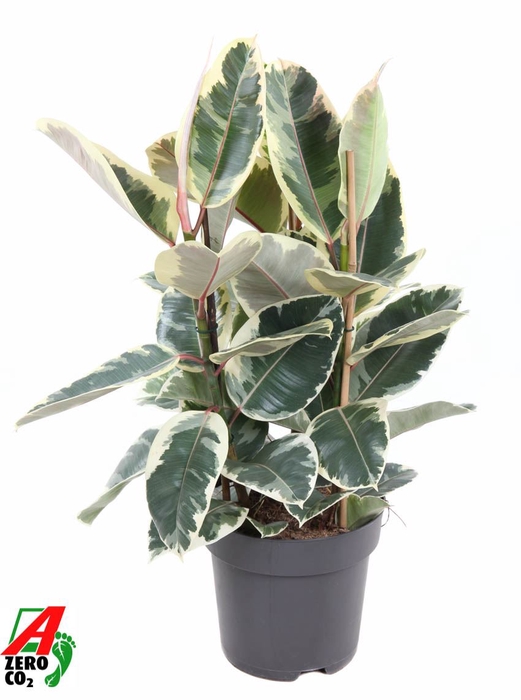 <h4>Ficus Tineke</h4>