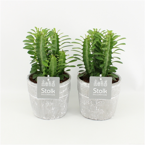 <h4>Euphorbia Trigona Groen in Stone Look Pot</h4>