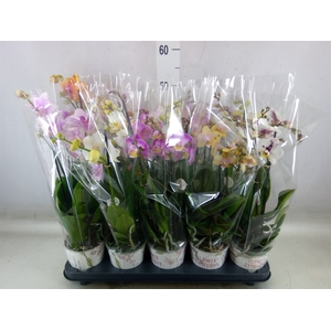 Phalaenopsis   ...mix