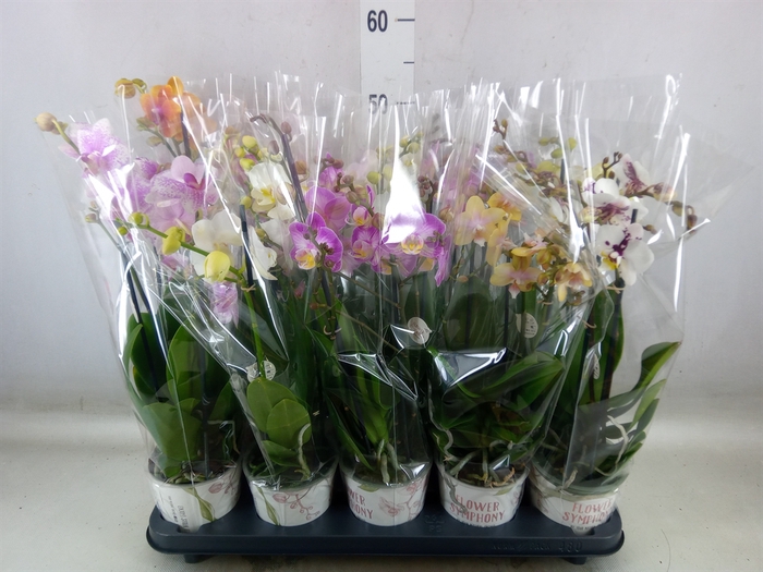 <h4>Phalaenopsis   ...mix</h4>