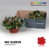 Kalanchoe No Sleeve - Red with glitter