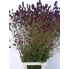 Sanguiso Officinalis