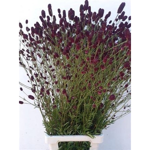 Sang Officinalis