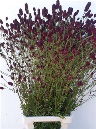 <h4>Sang Officinalis</h4>