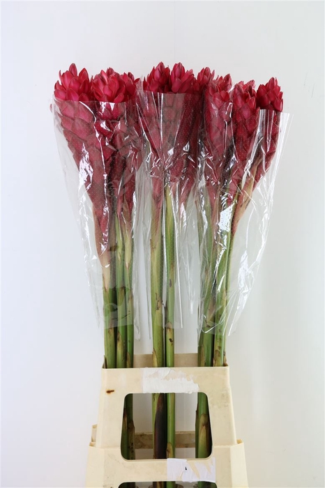 <h4>Alpinea Red L</h4>