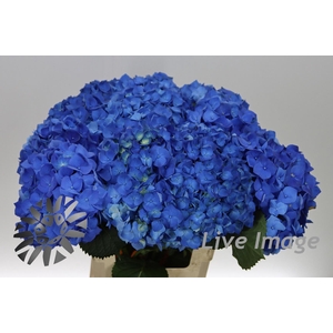 Hydrangea bela blue