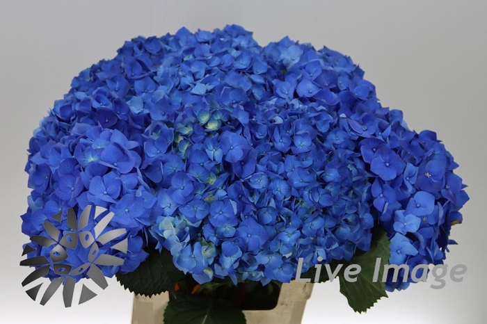 <h4>Hydrangea bela blue</h4>