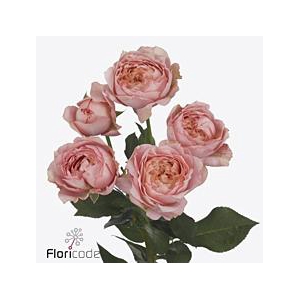 Rosa spray julietta