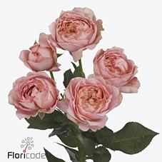 <h4>Rosa spray julietta</h4>