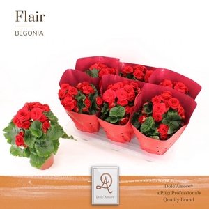 Begonia Rood P14 Dolc'Amore® Flair Metallic