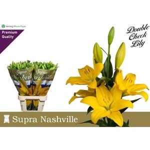 Li La Nashville 5+