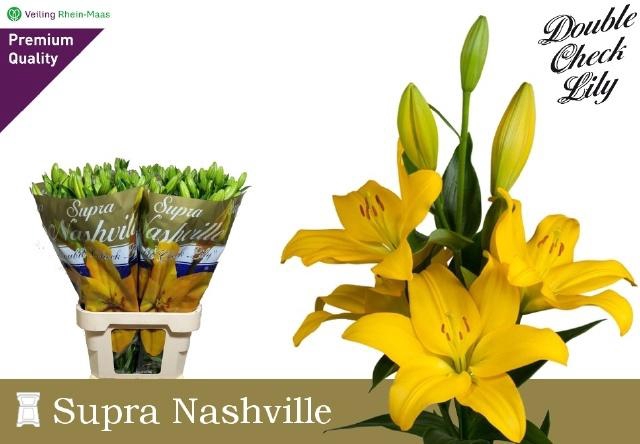 <h4>Li La Nashville 5+</h4>