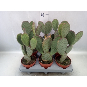 Opuntia microdasys