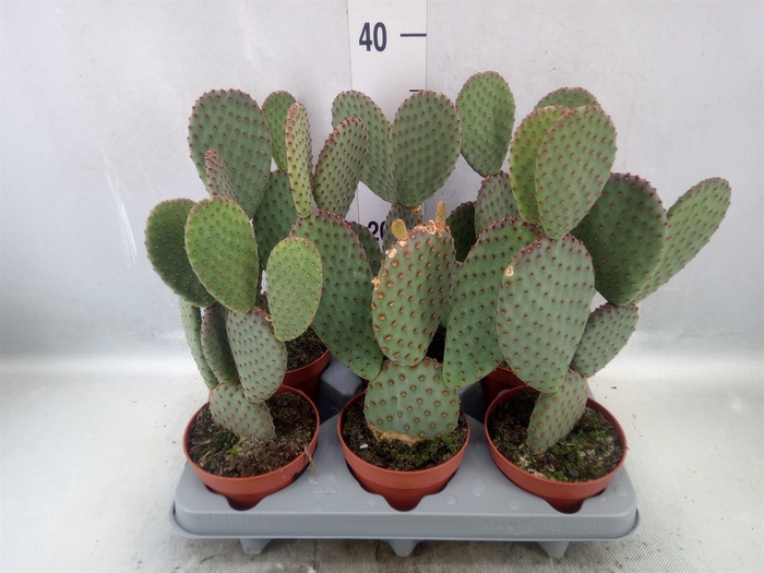 <h4>Opuntia microdasys</h4>