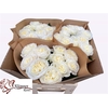 Rosa Garden Chic White