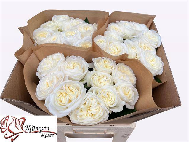 Rosa Garden Chic White