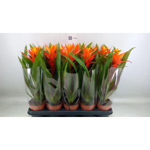 Guzmania  'Variada'