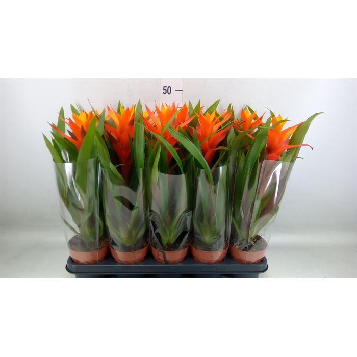 <h4>Guzmania  'Variada'</h4>