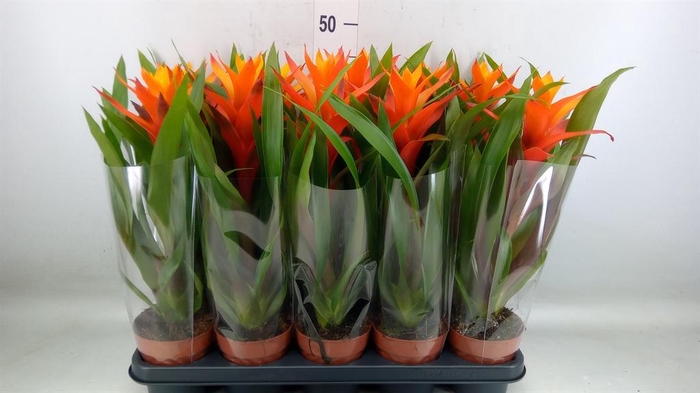<h4>Guzmania  'Variada'</h4>