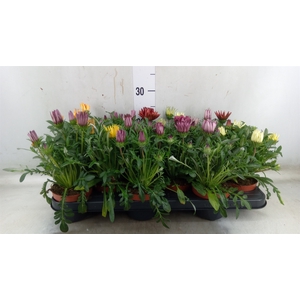 Gazania   ...mix
