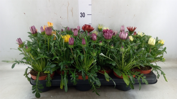<h4>Gazania   ...mix</h4>