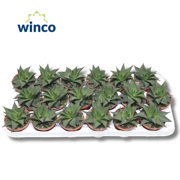 Haworthia Limifolia Twist