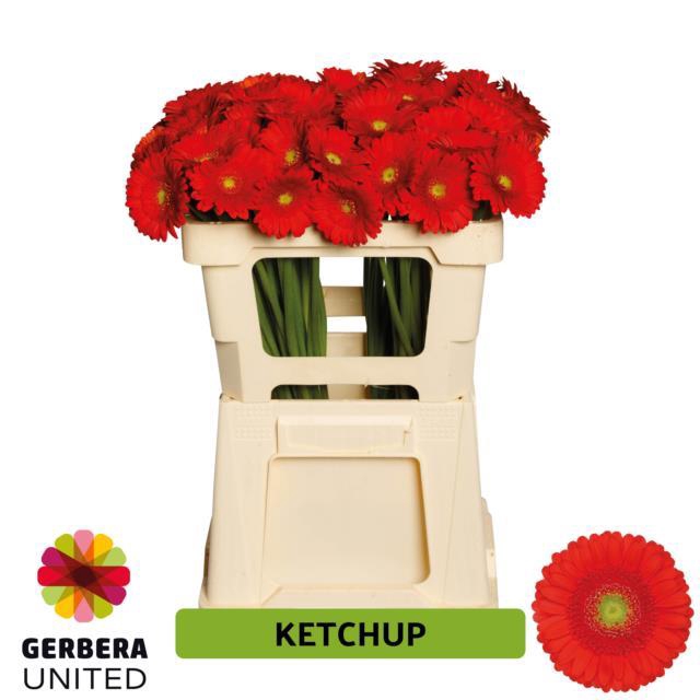 GE MI KETCHUP