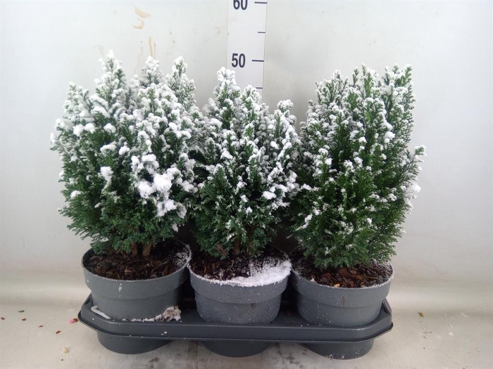 <h4>Chamaecyparis laws. 'Ellwoodii'</h4>