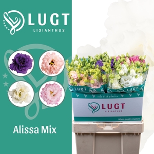 Lisianthus Mix Alissa Lang