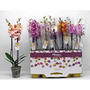PHAL GEM