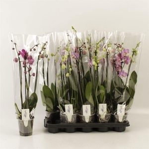 PHAL GEM