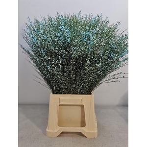 GINGSTER PB LICHT BLAUW