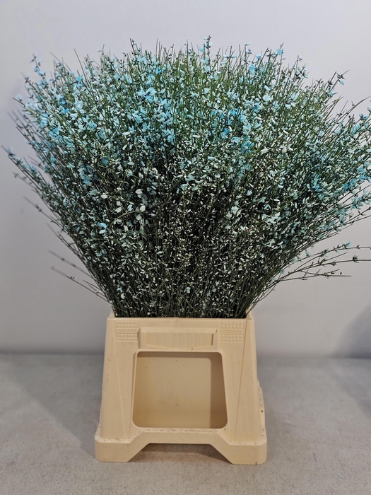 <h4>GINGSTER PB LICHT BLAUW</h4>