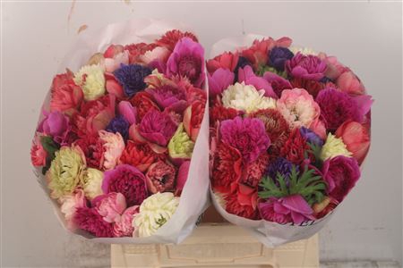 <h4>Anemone Levante Mixed In The Bunch</h4>