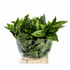 Aucuba Japonica (per bunch)