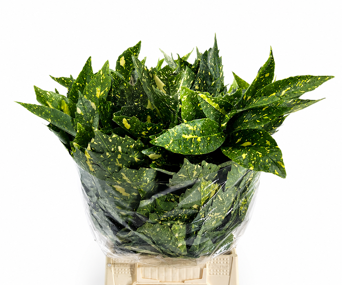 Aucuba Japonica (per bunch)