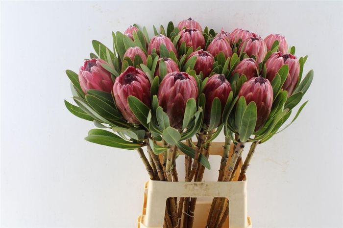 <h4>Protea Lancelot</h4>