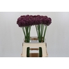 Allium Purple Mystery