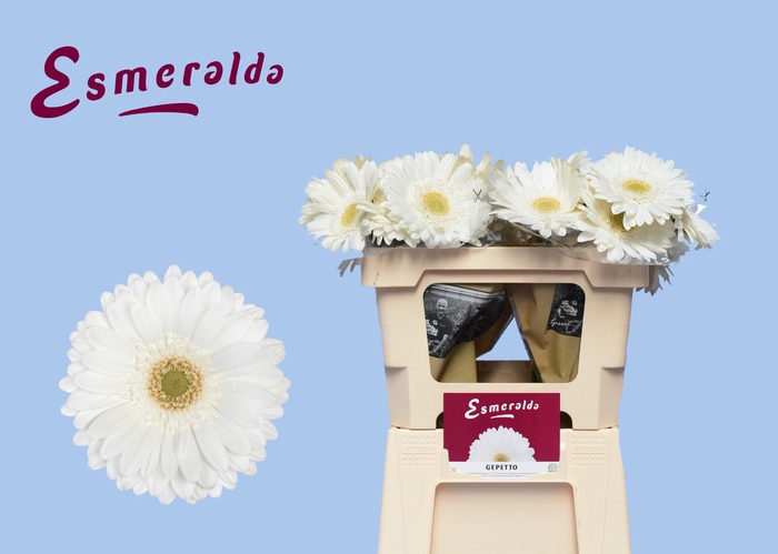 <h4>GE GR GEPETTO+</h4>