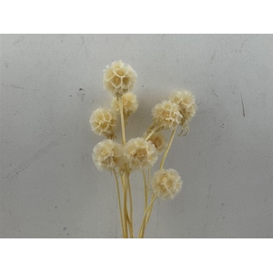 Pres Scabiosa 10pc Bleached