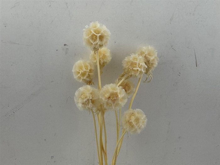 <h4>Pres Scabiosa 10pc Bleached</h4>