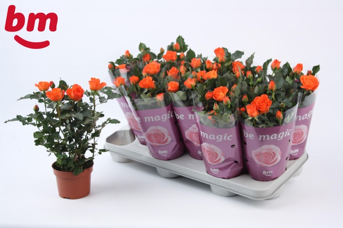 <h4>Rosa Orange Jewel Beau Monde</h4>