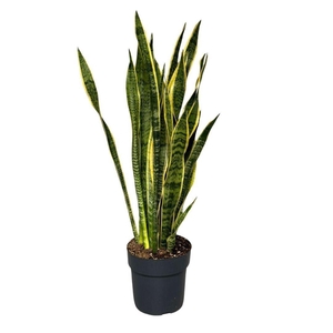 Sansevieria trif. Laurentii