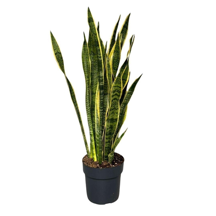<h4>Sansevieria trif. Laurentii</h4>