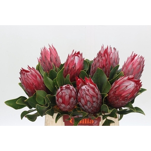 Protea Cynaroides Madiba