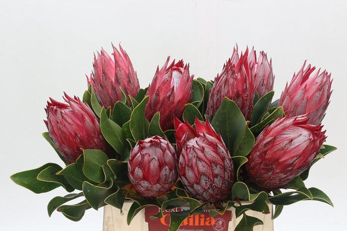 <h4>Protea Cynaroides Madiba</h4>