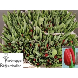 TU EN BEN VAN ZANTEN