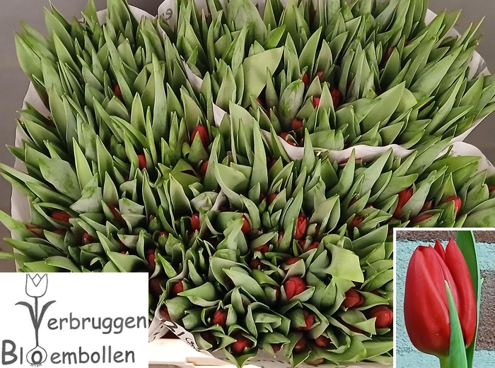 <h4>TU EN BEN VAN ZANTEN</h4>